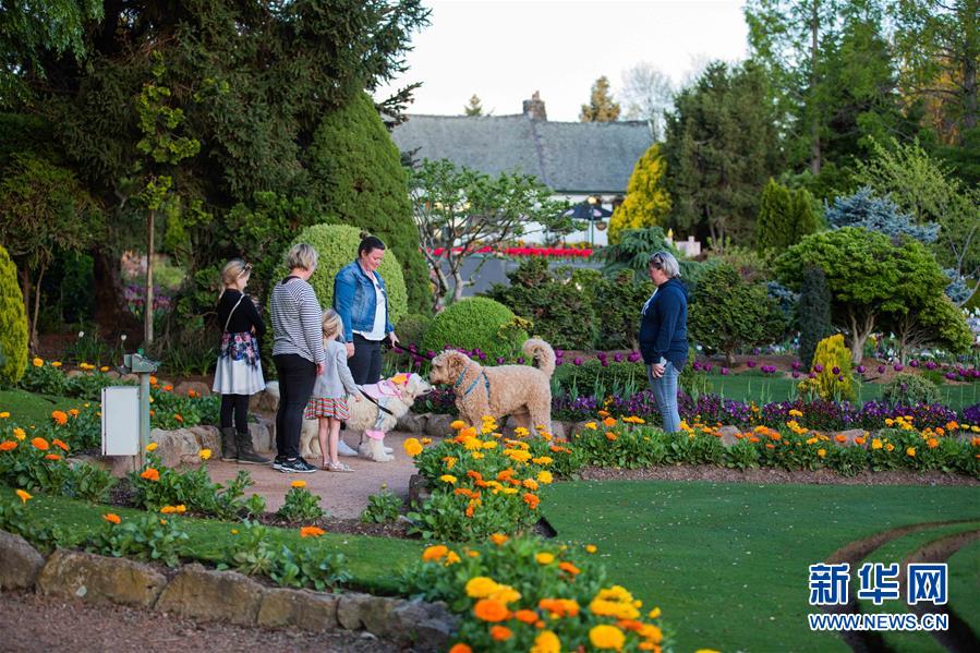 (XHDW·圖文互動)(3)通訊:“無處不在的鮮花為我們帶來歡樂和希望”——“小人國”里的堪培拉花展