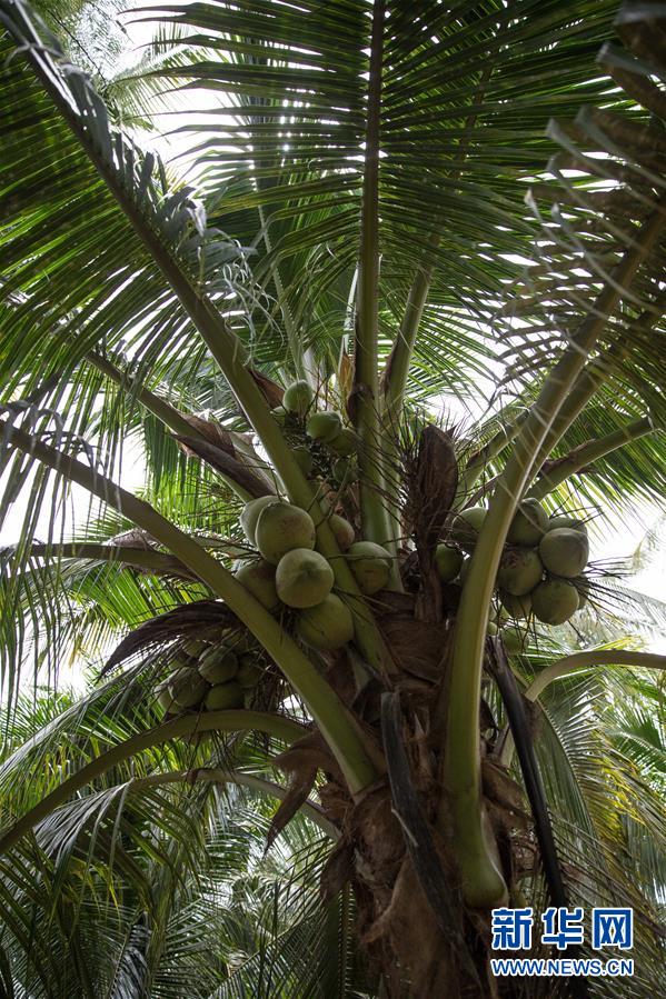 (第三屆進(jìn)博會(huì)·圖文互動(dòng))(6)通訊:椰香飄進(jìn)進(jìn)博會(huì) 市場(chǎng)開放共繁榮——一名泰國(guó)椰商的心聲