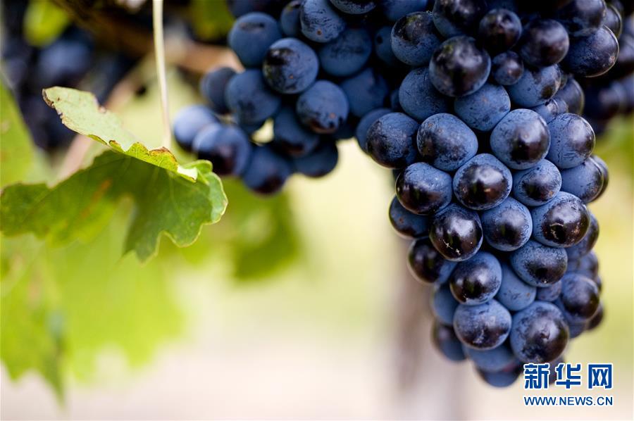 (第三屆進(jìn)博會(huì)·圖文互動(dòng))(4)專訪:進(jìn)博會(huì)是了解中國市場(chǎng)的好機(jī)會(huì)——訪澳大利亞諾瓦維塔葡萄酒集團(tuán)創(chuàng)始人卡臣