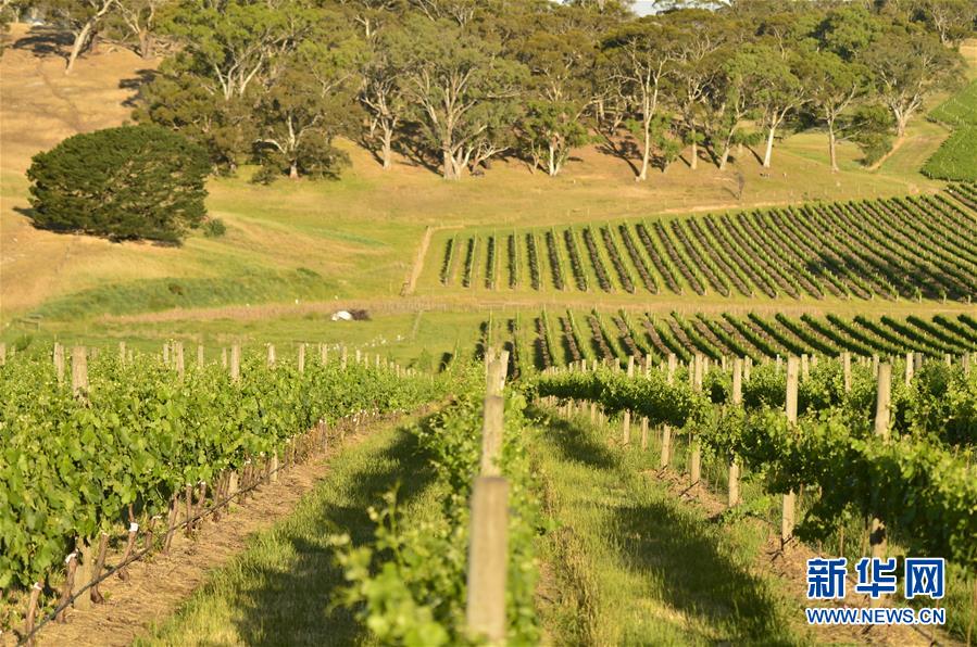 (第三屆進(jìn)博會(huì)·圖文互動(dòng))(5)專訪:進(jìn)博會(huì)是了解中國市場(chǎng)的好機(jī)會(huì)——訪澳大利亞諾瓦維塔葡萄酒集團(tuán)創(chuàng)始人卡臣