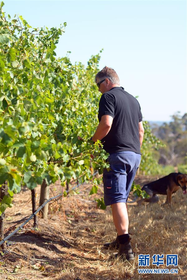 (第三屆進(jìn)博會(huì)·圖文互動(dòng))(8)專訪:進(jìn)博會(huì)是了解中國市場(chǎng)的好機(jī)會(huì)——訪澳大利亞諾瓦維塔葡萄酒集團(tuán)創(chuàng)始人卡臣