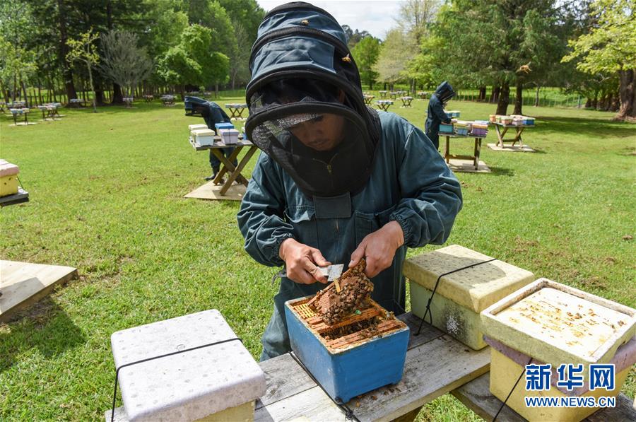 （第三屆進(jìn)博會&middot;圖文互動）（7）通訊：新西蘭的進(jìn)博會味道，甜