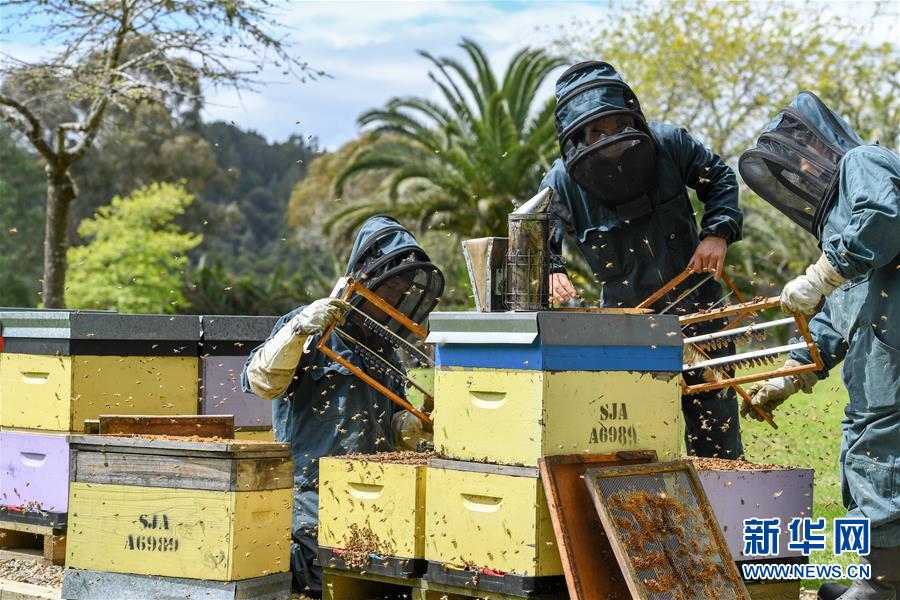 （第三屆進(jìn)博會&middot;圖文互動）（8）通訊：新西蘭的進(jìn)博會味道，甜