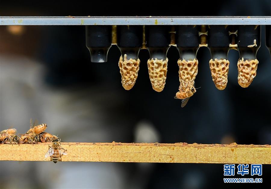 （第三屆進(jìn)博會&middot;圖文互動）（9）通訊：新西蘭的進(jìn)博會味道，甜