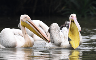 白鵜鶘&ldquo;作客&rdquo;?？? />  
<div>白鵜鶘“作客”?？?/div>
</a>
<a href=