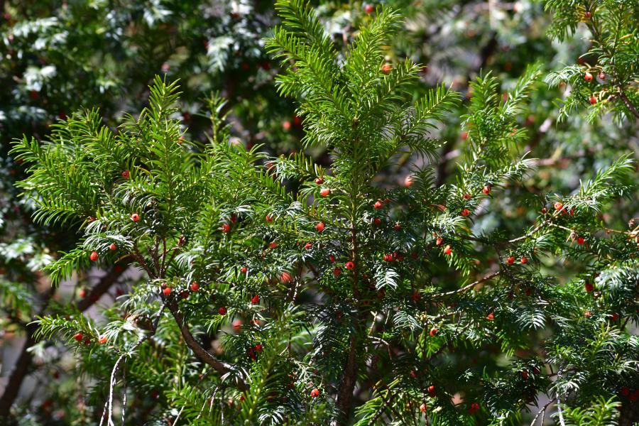 時(shí)隔40多年，我國(guó)再度發(fā)現(xiàn)珍稀瀕危植物密葉紅豆杉種群