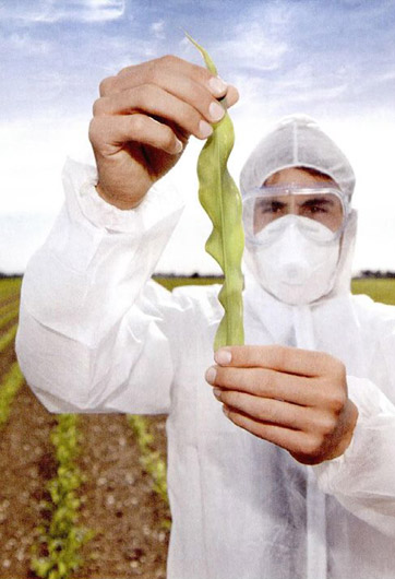 轉(zhuǎn)基因&ldquo;轉(zhuǎn)&rdquo;的是什么？