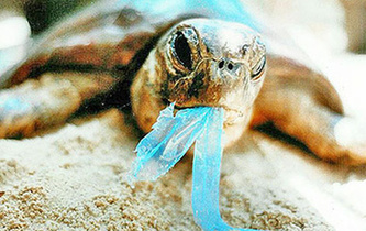 你隨手一扔，也許就毀掉它們的一生！