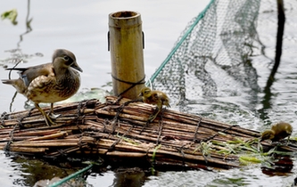 超有愛！西湖里的鴛鴦&ldquo;愛心橋&rdquo;升級(jí)