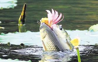 魚(yú)&ldquo;戀&rdquo;花